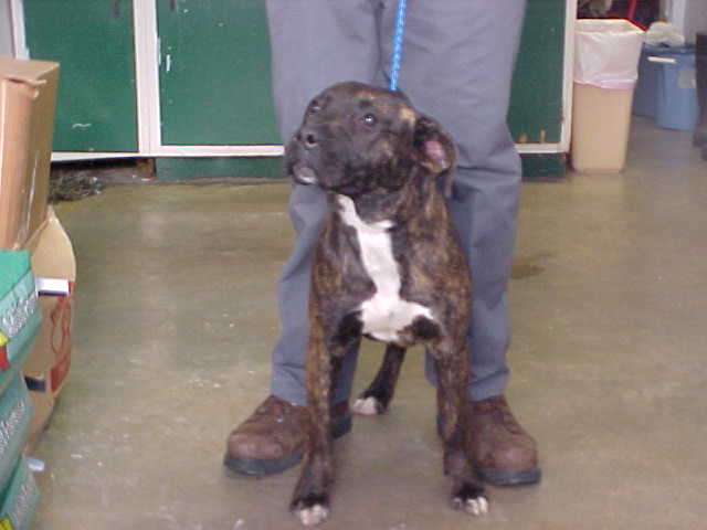 Other Photos of thie Dog