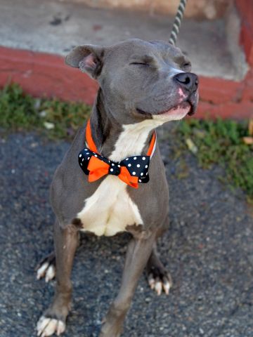 Other Photos of thie Dog