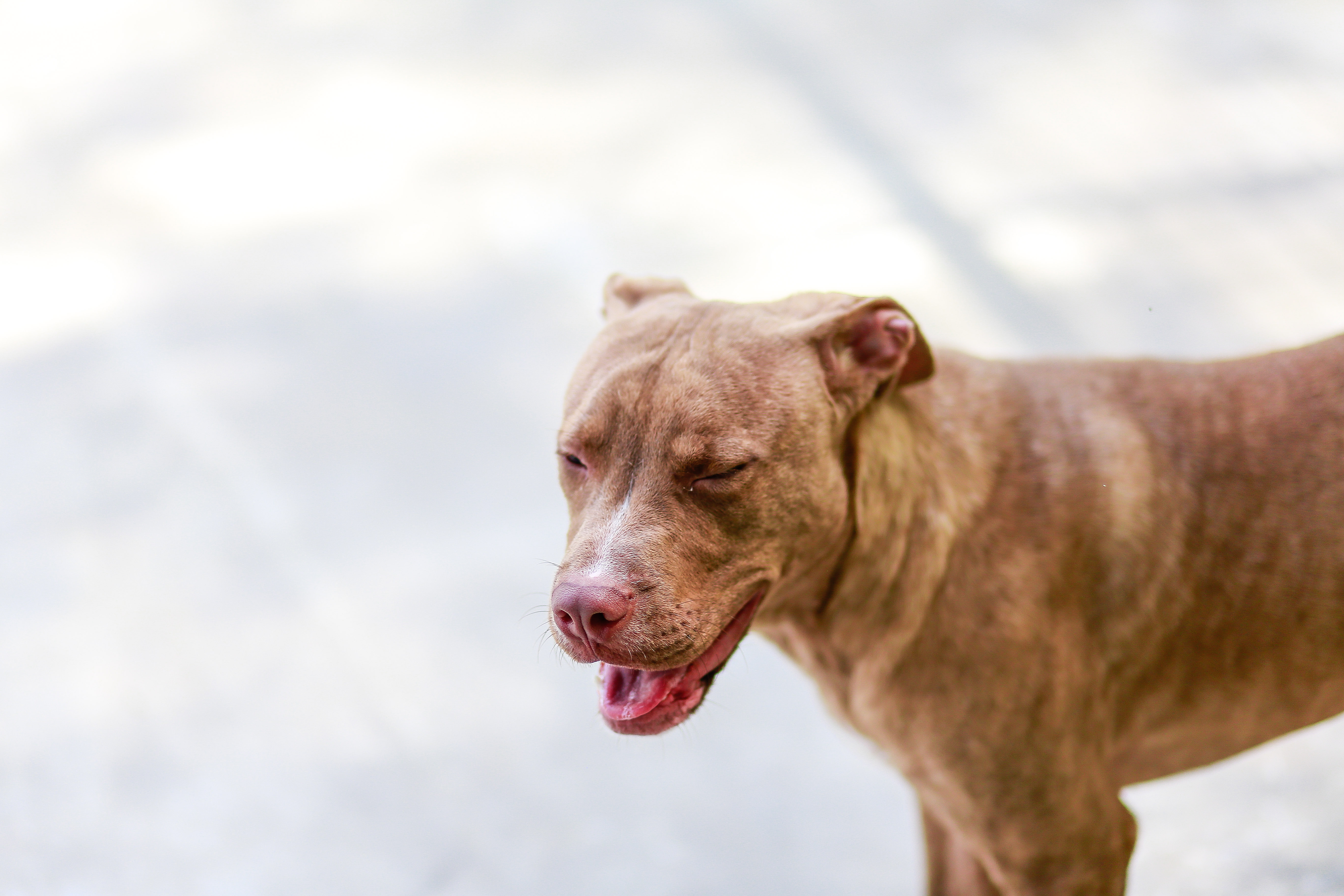 Other Photos of thie Dog