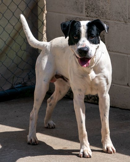 Other Photos of thie Dog