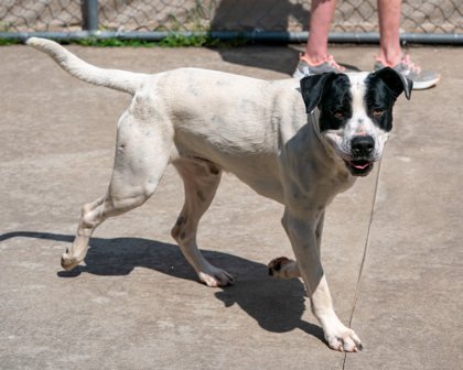 Other Photos of thie Dog
