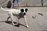 Other Photos of thie Dog