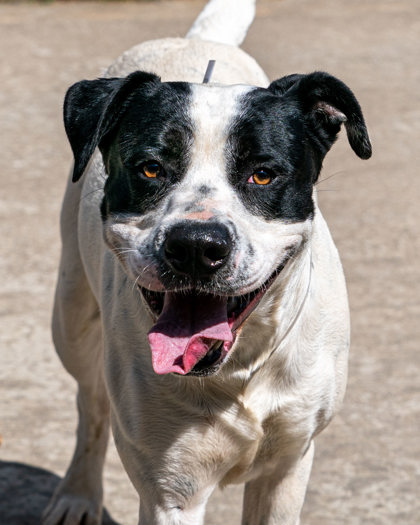 Other Photos of thie Dog
