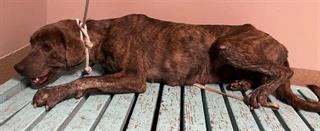 Other Photos of thie Dog