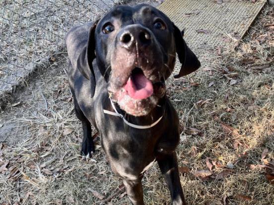 Main Photo of this Dog