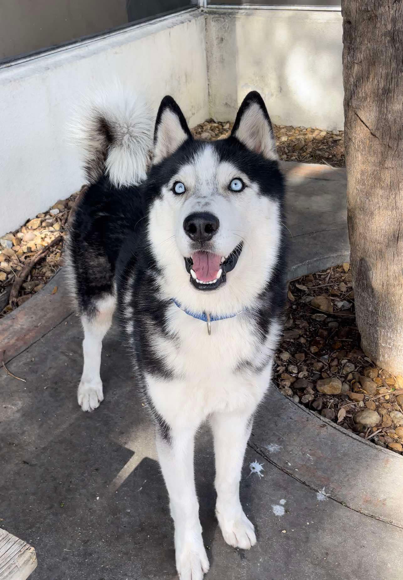 Other Photos of thie Dog