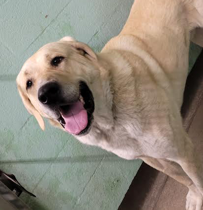 Main Photo of this Dog