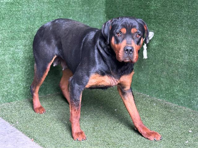 Main Photo of this Dog