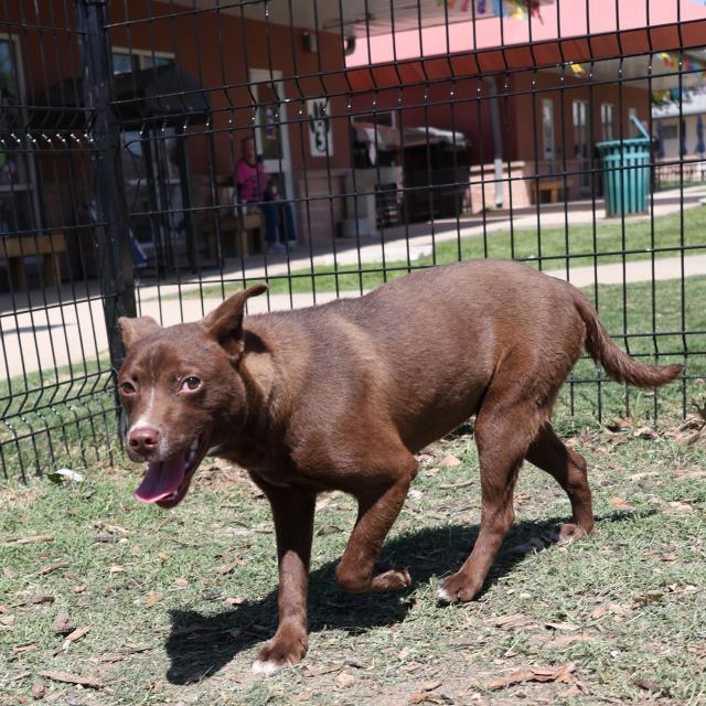 Main Photo of this Dog