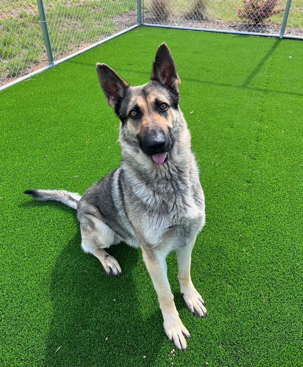Main Photo of this Dog