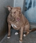 Other Photos of thie Dog