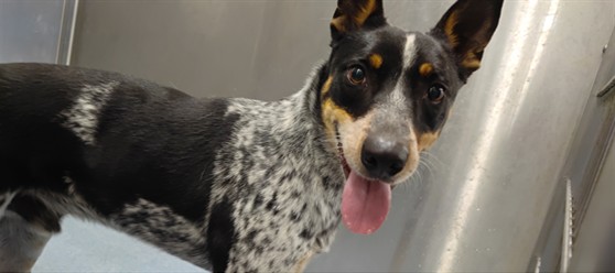 Main Photo of this Dog