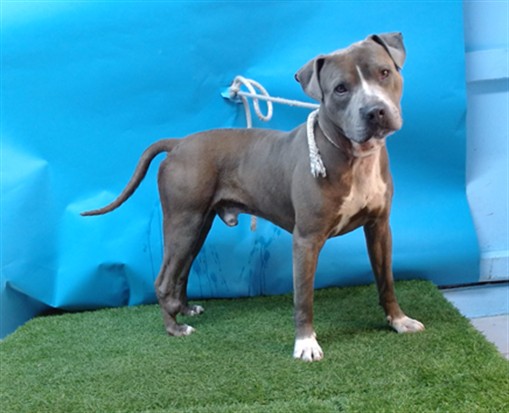 Other Photos of thie Dog