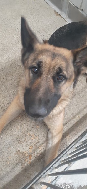 DogInDanger of Being Killed