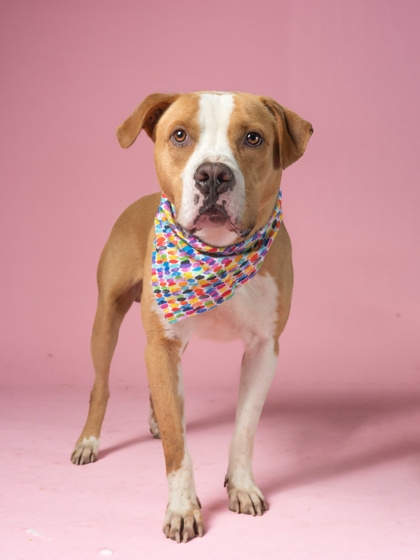 Adoptable pet photo