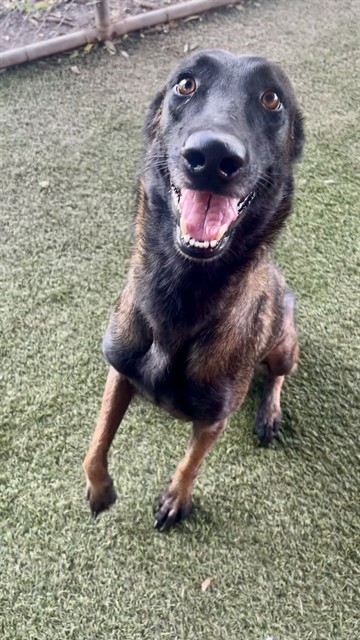 Artemis, a Belgian Shepherd Malinois, available for adoption