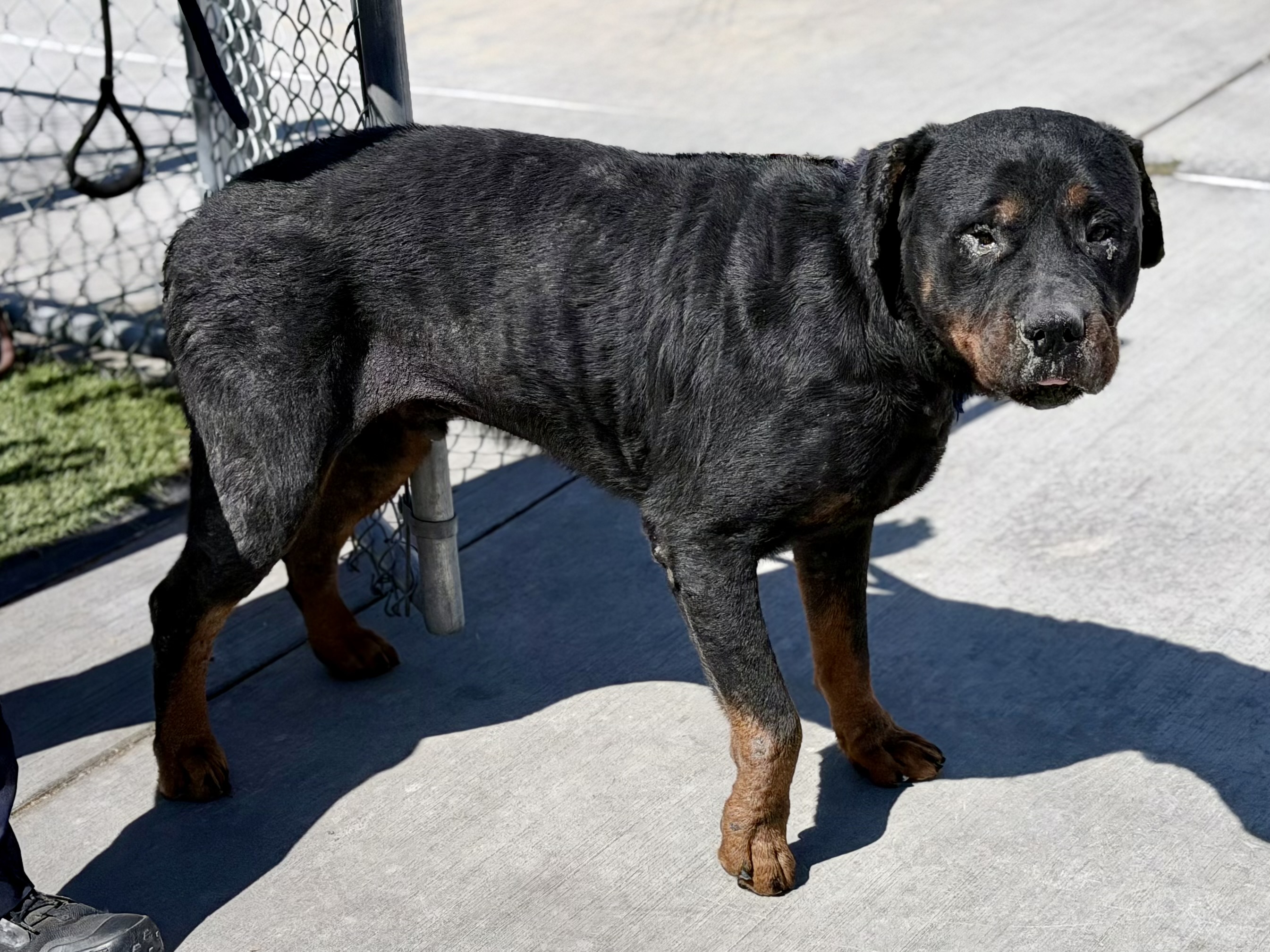 Rocky, a Rottweiler, available for adoption