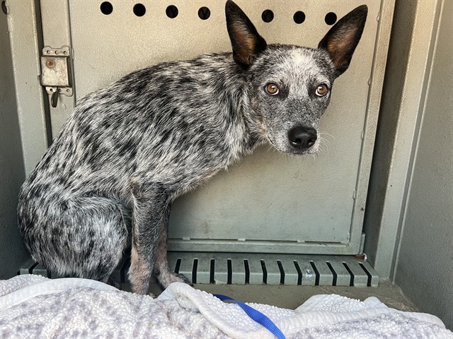 Oneill, a Australian Cattle Dog/Blue Heeler, available for adoption