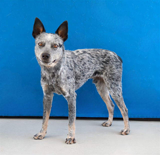 Oneill, a Australian Cattle Dog/Blue Heeler, available for adoption