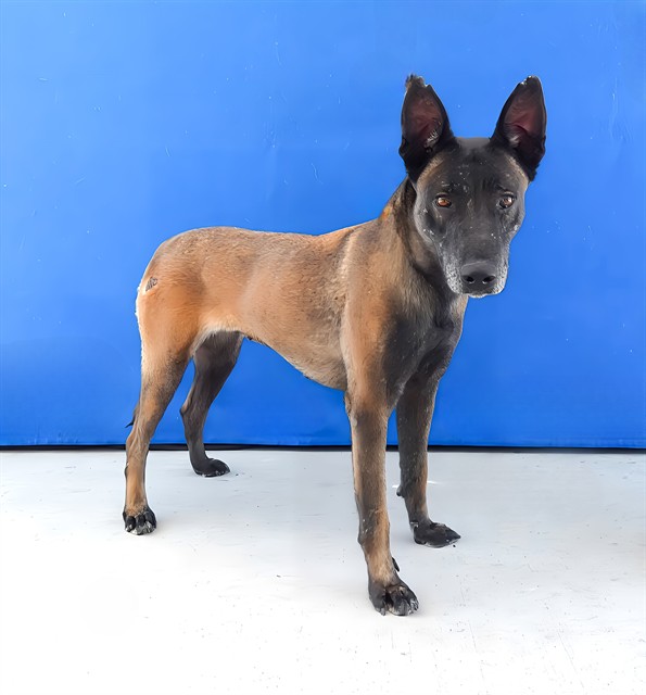 Nutmeg, a Belgian Shepherd Malinois, available for adoption