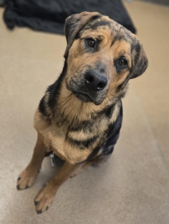 Chewy, a Rottweiler (mix breed), available for adoption