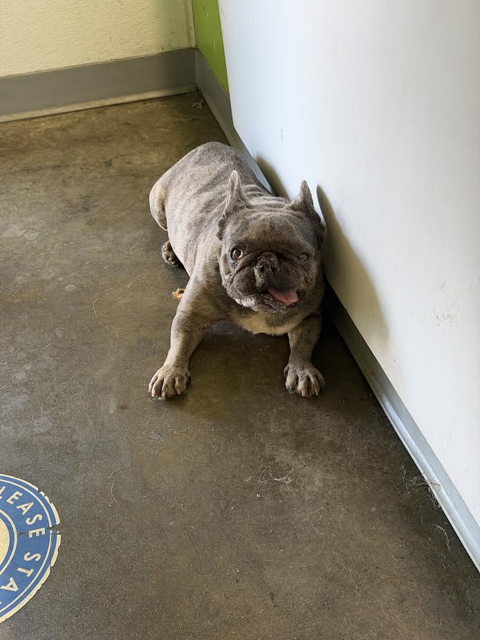 Buster, a French Bulldog, available for adoption