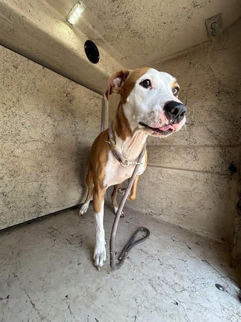A478107, a Pit Bull Terrier, available for adoption