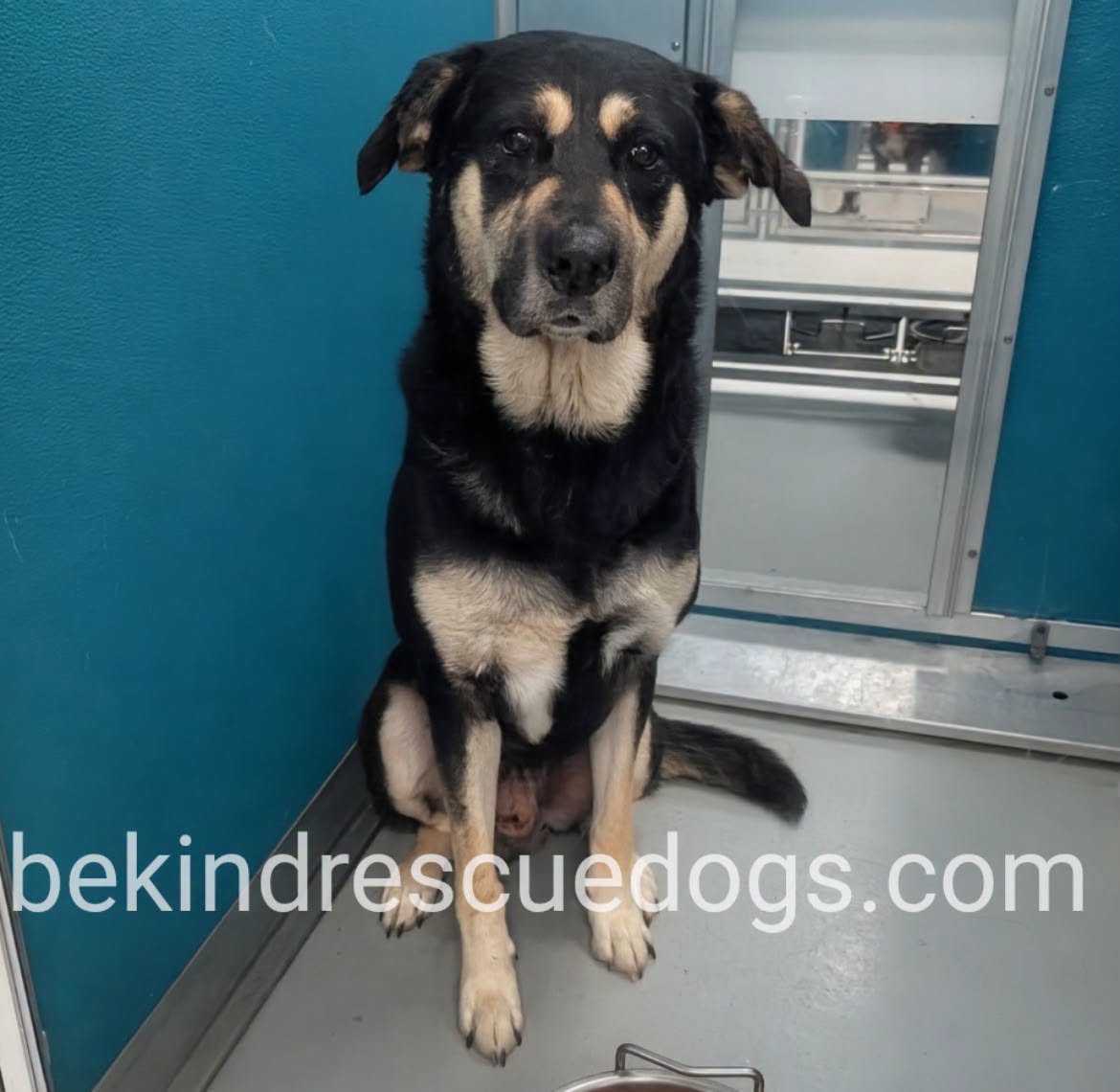 A478352, a German Shepherd, available for adoption