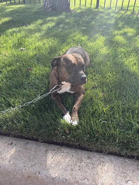 A478362, a Pit Bull Terrier, available for adoption
