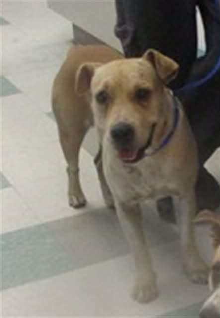 Lona, a Labrador Retriever, available for adoption