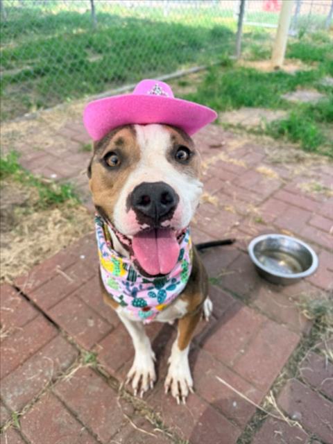 Junie, a American Staffordshire Terrier (mix breed), available for adoption
