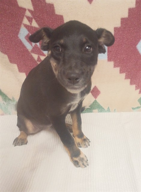 Nikki, a German Shepherd, available for adoption