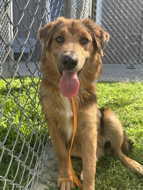 Diamond, a Australian Shepherd (mix breed), available for adoption