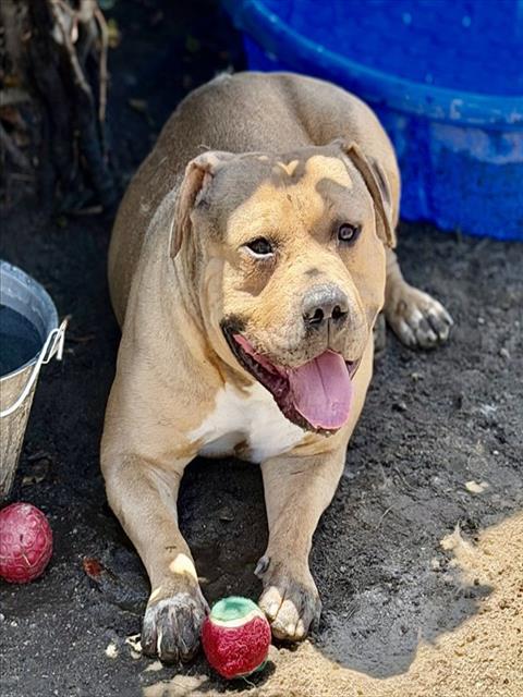 Ted, a American Bulldog, available for adoption