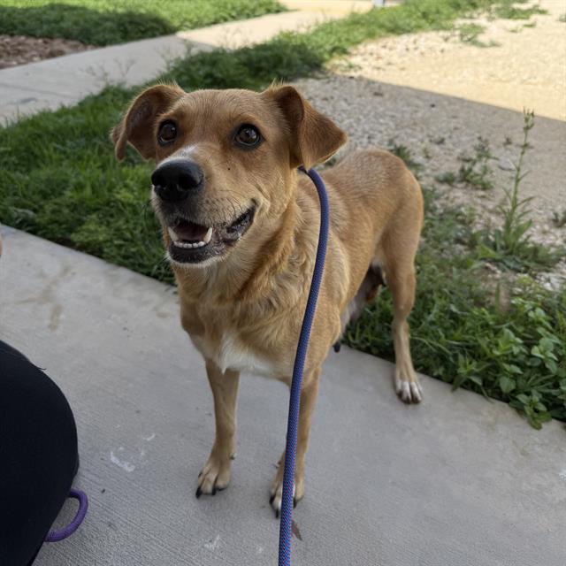 Georgina, a Shepherd (mix breed), available for adoption