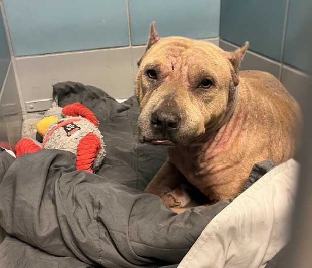 Guera, a Staffordshire Bull Terrier (mix breed), available for adoption
