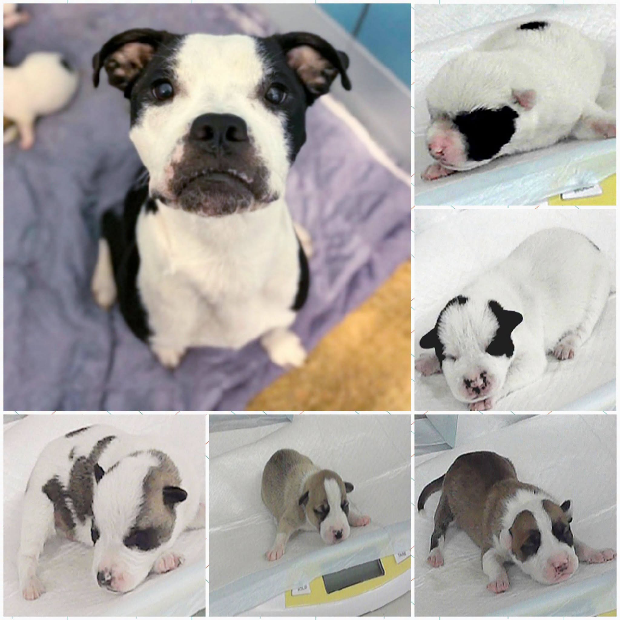 Sequoia + Puppies, a Boxer (mix breed), available for adoption