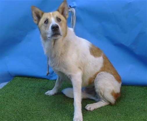 Oreo, a Akita, available for adoption