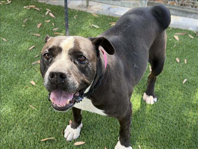 Shoshanna, a Pit Bull Terrier, available for adoption
