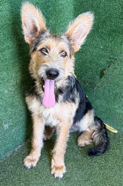 Dumbo, a Terrier, available for adoption