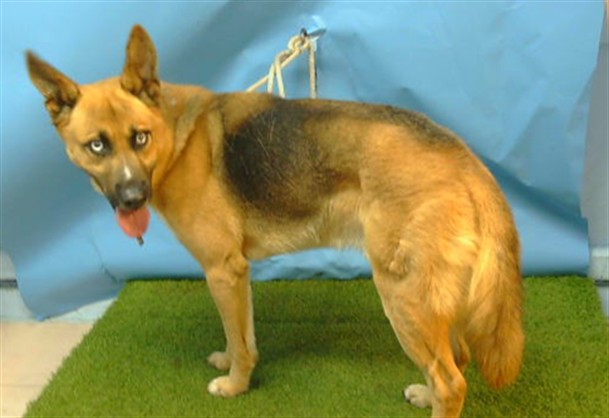 Rocco, a German Shepherd, available for adoption