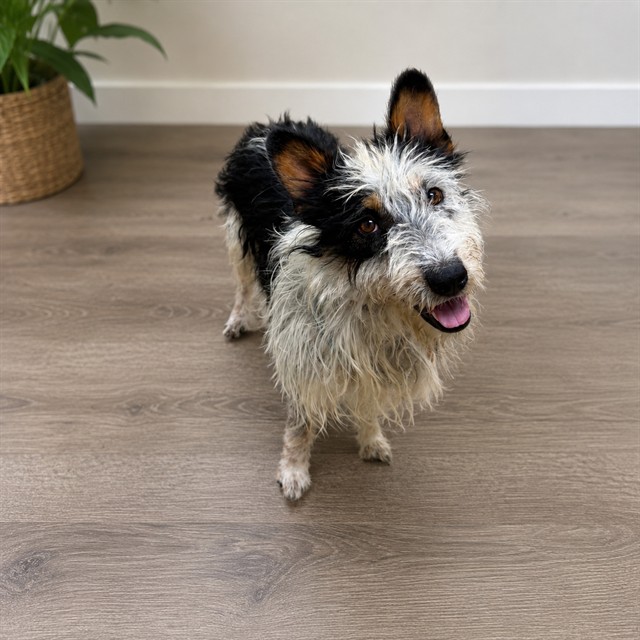 A5793784, a Terrier, available for adoption