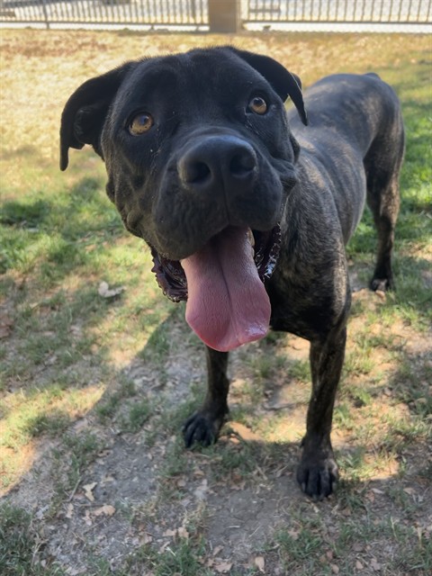 Apple, a Mastiff, available for adoption