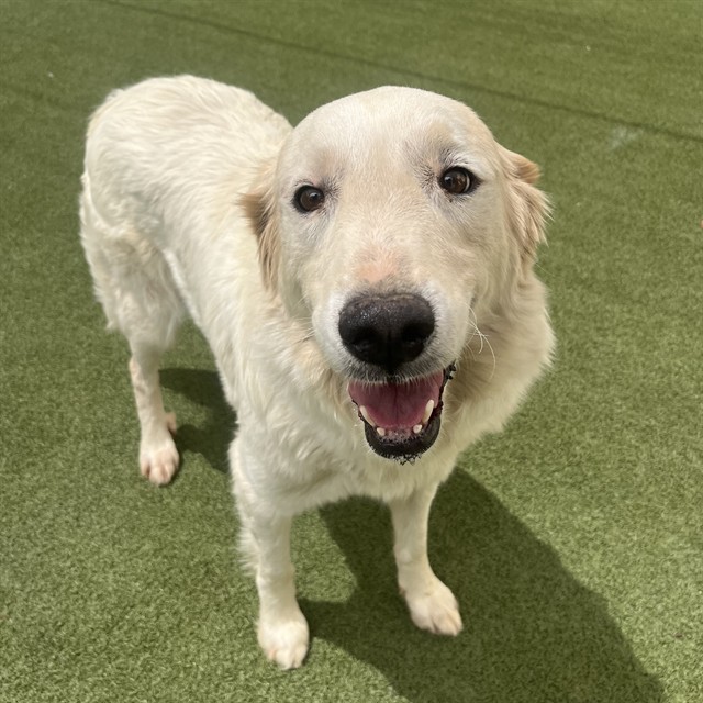 Adoptable pet photo