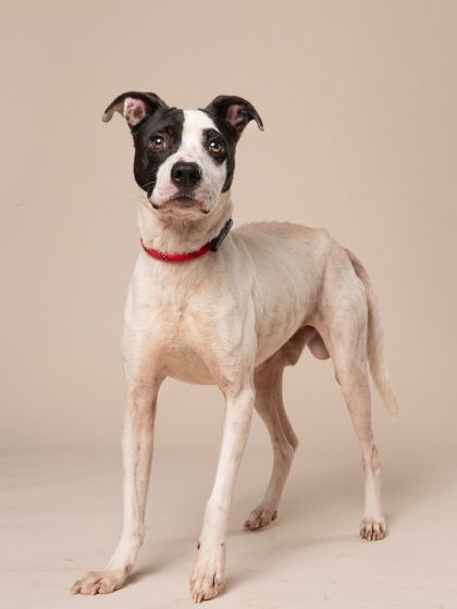 Kobe, a American Staffordshire Terrier (mix breed), available for adoption