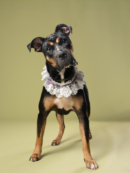 Adoptable pet photo