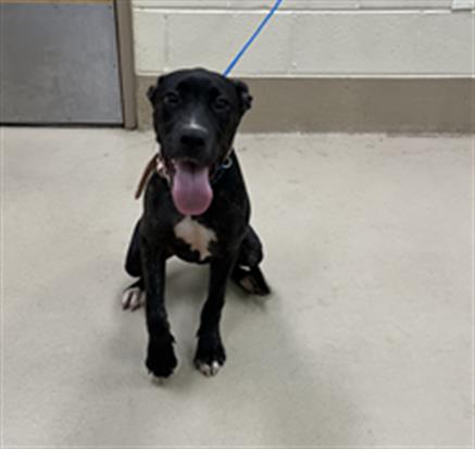 Adoptable pet photo