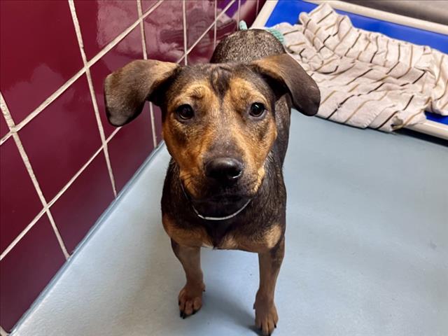 Adoptable pet photo