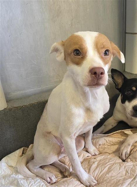 Adoptable pet photo