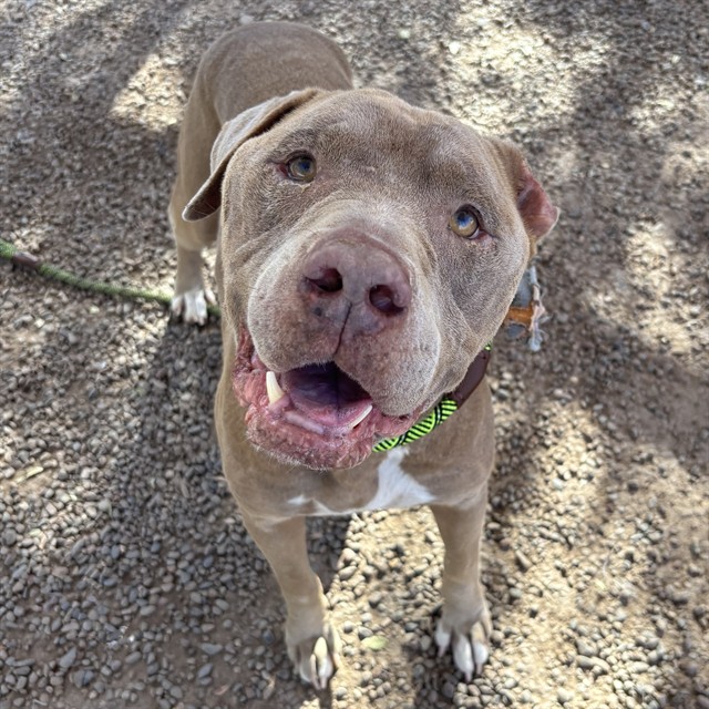 Adoptable pet photo